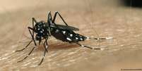 Aedes aegypti &eacute; o mosquito transmissor da dengue  Foto: DW / Deutsche Welle