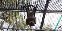 Morcegos em Bomaderry, na Austrália  Foto: Reuters