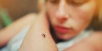 Mosquito Aedes aegypti é o principal transmissor da dengue - Foto: Shutterstock  Foto: Foto: Shutterstock / Minha Vida