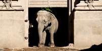 A elefanta asiática Mara, 54 anos, sai de seu recinto no antigo zoológico da cidade, agora conhecido como Ecopark, em Buenos Aires, Argentina. 18/02/2020. REUTERS/Agustin Marcarian  Foto: Reuters