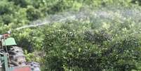 Agricultor aplica inseticida a área de cultivo de laranja em Limeira (SP) 
12/01/2012
REUTERS/Paulo Whitaker  Foto: Reuters