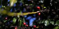 Pé de café em uma plantação na cidade de São João da Boa Vista, Brasil 
06/06/2019
REUTERS/Amanda Perobelli  Foto: Reuters