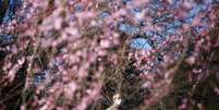 Visitante com máscara de proteção observa flor de cerejeira em jardim de Tóquio
11/03/2020
REUTERS/Edgard Garrido  Foto: Reuters