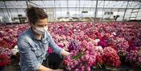 Empresa de flores em Latina, na região do Lazio, centro da Itália  Foto: ANSA / Ansa - Brasil