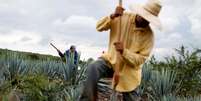 Trabalhador do campo cuida da plantação no México  Foto: Carlos Jasso / Reuters