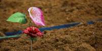 Flor em cemitério durante enterro de vítimas de Covid-19 em Manaus
28/04/2020
REUTERS/Bruno Kelly  Foto: Reuters