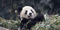 Panda gigante Er Shun no zoológico em Chongqing
11/02/2012
REUTERS/Chris Wattie  Foto: Reuters
