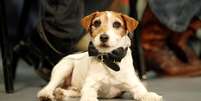 Uggie participa de cerimônia em Los Angeles
31/01/2012
REUTERS/Mario Anzuoni/File Photo  Foto: Reuters