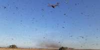 Autoridades do governo da Argentina informaram que uma nuvem de gafanhotos levantou voo na província de Corrientes e pode atravessar a fronteira com o Rio Grande do Sul.  Foto: Reprodução / Estadão Conteúdo