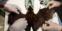 Morcegos são provavelmente a origem da pandemia atual de coronavírus  Foto: Reuters / BBC News Brasil