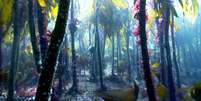 Kelp forest  Foto: BBC News Brasil