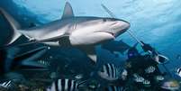 tubarões e peixes  Foto: Getty Images / BBC News Brasil