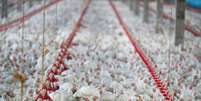 Criação de frangos
31/05/2016
REUTERS/Rodolfo Buhrer  Foto: Reuters