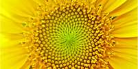 A natureza está repleta de padrões matemáticos  Foto: Getty Images / BBC News Brasil