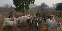 Criação extensiva de gado não ajuda a combater incêndios  Foto: Reuters / BBC News Brasil