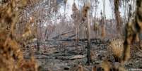 Floresta destruída nos arredores de Apuí, no Amazonas  Foto: DW / Deutsche Welle