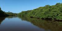 Manguezal é considerado um ecossistema essencial para o planeta: é berçário da vida marinha e contribui para o combate do aquecimento global  Foto: Clemente Coelho Júnior/Divulgação / BBC News Brasil