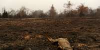 Animal morto em área atingida por queimadas no Pantanal
31/08/2020 REUTERS/Amanda Perobelli  Foto: Reuters