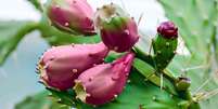 A vantagem do nopal para a produção de biocombustível é que ele é cultivado para outros fins, contribuindo para o uso eficiente da terra e dos recursos  Foto: Getty Images / BBC News Brasil