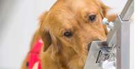 Cães são capazes de sentir muito mais cheiros do que os humanos  Foto: DHSC / BBC News Brasil