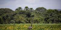 Campo de soja. REUTERS/Ueslei Marcelino  Foto: Reuters