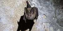 Morcegos-vampiros são animais sociais que gostam de cuidar uns dos outros e compartilhar comida  Foto: Getty Images / BBC News Brasil