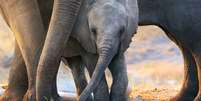 Elephant, documentário do Disney+, é narrado por Meghan Markle, duquesa de Sussex  Foto: Twitter @Disneynature / Reprodução