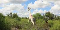 'Única girafa branca do mundo' é equipada com rastreamento por GPS  Foto: Hirola Conservancy / BBC News Brasil