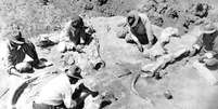 Expedição de Andrews no Deserto de Gobi, em 1928, coleta o fóssil de um mamífero de grandes proporções  Foto: Photo12/UIG/Getty Images / BBC News Brasil