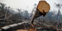 Trecho da Amaz&ocirc;nia atingido por queimada &eacute; derrubado por madeireiros perto de Mirante da Serra, em Rond&ocirc;nia
20/08/2020 REUTERS/Ueslei Marcelino  Foto: Reuters
