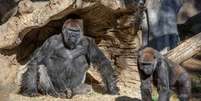 Gorilas no zoológico de San Diego
10/01/2021
Ken Bohn/San Diego Zoo Global/Divulgação via REUTERS  Foto: Reuters