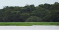 Tucuxi na Reserva de Desenvolvimento Sustent&aacute;vel Maimirau&aacute;, no Amazonas
19/01/2020 REUTERS/Bruno Kelly  Foto: Reuters