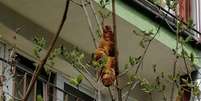 Autoridades receberam chamado e investigaram den&uacute;ncia em Crac&oacute;via de que moradores n&atilde;o estavam abrindo janelas com medo do 'bicho'  Foto: KTOZ / BBC News Brasil