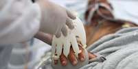 Semei Araújo Cunha, da equipe de enfermagem, encaixa o que chama de "mãozinha do amor" em paciente com Covid-19, em UPA de São Carlos (SP)
16/04/2021
REUTERS/Amanda Perobelli  Foto: Reuters