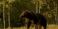 Arthur era o maior urso da Romênia e provavelmente de toda a União Europeia  Foto: Agent Green / BBC News Brasil