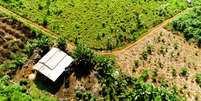 Plantação do Café Agroflorestal Apuí, na Amazônia.  Foto: Idesam/Divulgação / Estadão