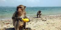 Macacos comendo fruta na praia  Foto: Urs Flueeler/EyeEm/Getty Images / BBC News Brasil