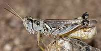 Gafanhotos são comuns na região Oeste dos EUA, mas, segundo cientistas, houve uma explosão na população desses insetos neste ano, agravada pela seca e ondas de calor históricas  Foto: USDA/APHIS / BBC News Brasil