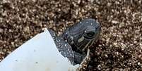 Cientista de Michigan (EUA) retira ovos de tartaruga atropelada  Foto: Reprodução Instagram / Eric Martens / Estadão