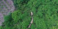 Os cientistas não sabem por que os elefantes viajaram tão longe  Foto: Getty Images / BBC News Brasil