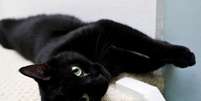 13 motivos para nunca mais associar gato preto ao azar -  Foto: Getty Images / João Bidu