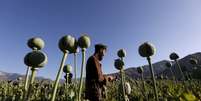 Afegão em campo de papoula, em foto de 2016; dados de 2019 apontam que a produção do ópio respondia por quase um terço do PIB do país  Foto: Reuters / BBC News Brasil