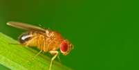 As fugas bem-sucedidas de moscas-das-frutas mais espertas podem ter deixado os cientistas cruzando um grupo menos inteligente em laboratório  Foto: Getty Images / BBC News Brasil