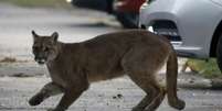 Ataques de pumas são raros na América do Norte  Foto: Getty Images / BBC News Brasil