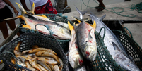 Relacionada com uma toxina encontrada em peixes e crustáceos, a doença de Haff é rara, mas tem causado alguns surtos no Brasil nos últimos cinco anos  Foto: Getty Images / BBC News Brasil