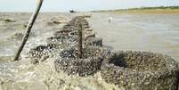 Recifes artificiais de ostras ajudam a diminuir o tamanho das ondas  Foto: Mohammed Shah Nawaz Chowdhury / BBC News Brasil