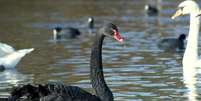 Cisne negro rodeado de cisnes brancos  Foto: Getty Images / BBC News Brasil