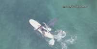 Tubarões brancos são flagrados passando perto de surfistas na Califórnia, Estados Unidos  Foto: Reprodução/NBC / Estadão