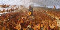Homem fornece água para galinhas dentro de estufa em uma fazenda em Heihe, China 
REUTERS  Foto: Reuters