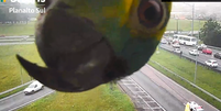 papagaio aparece em sistema de monitoramento de rodovia.  Foto: Reprodução / Arteris Planalto Sul